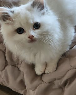 Pet