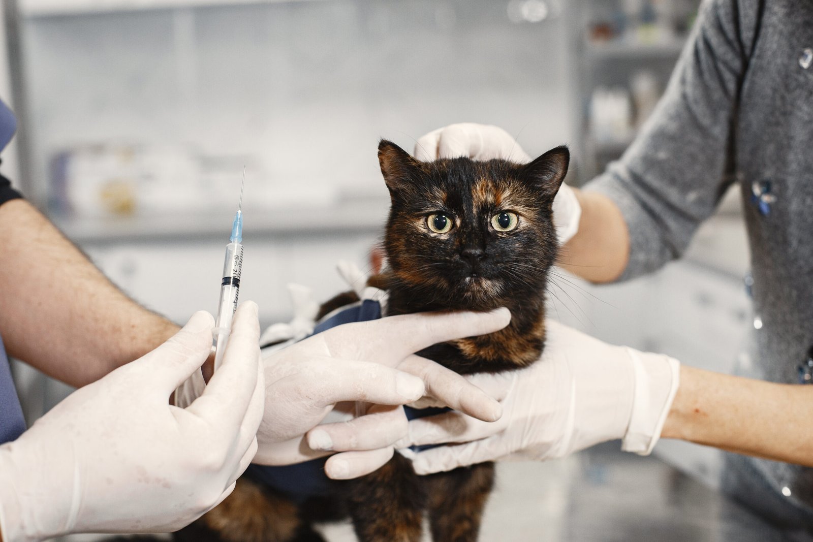 Cat Vaccination