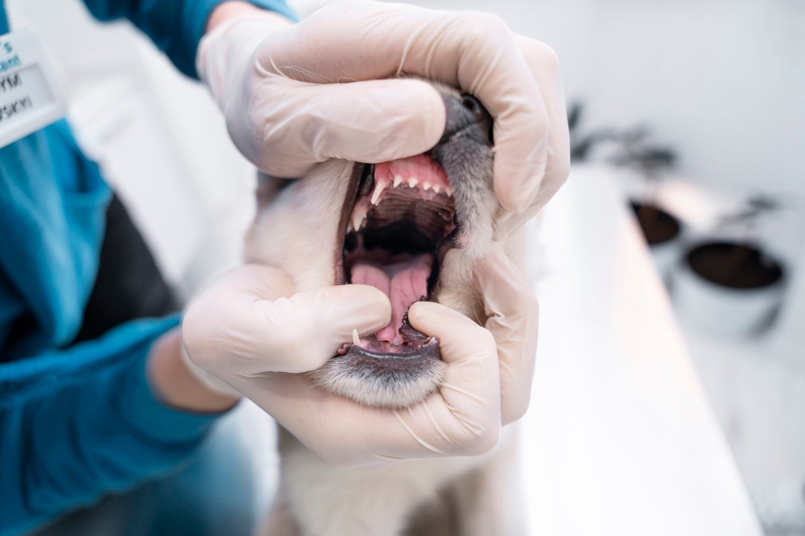 Veterinary Dental Cleaning