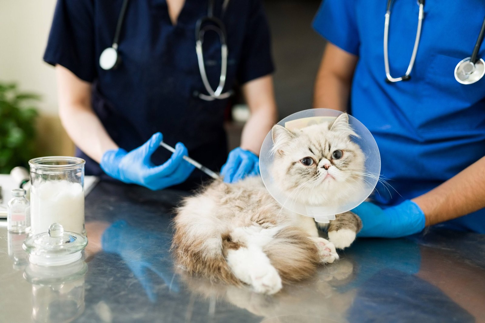 Dog and Cat Worm Treatment