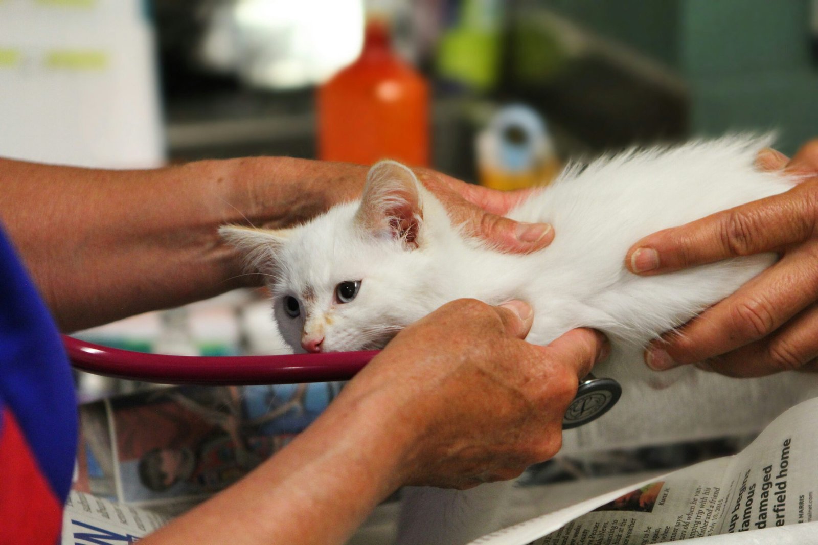Vet Bundoora